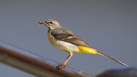 Long Gray shops Tail